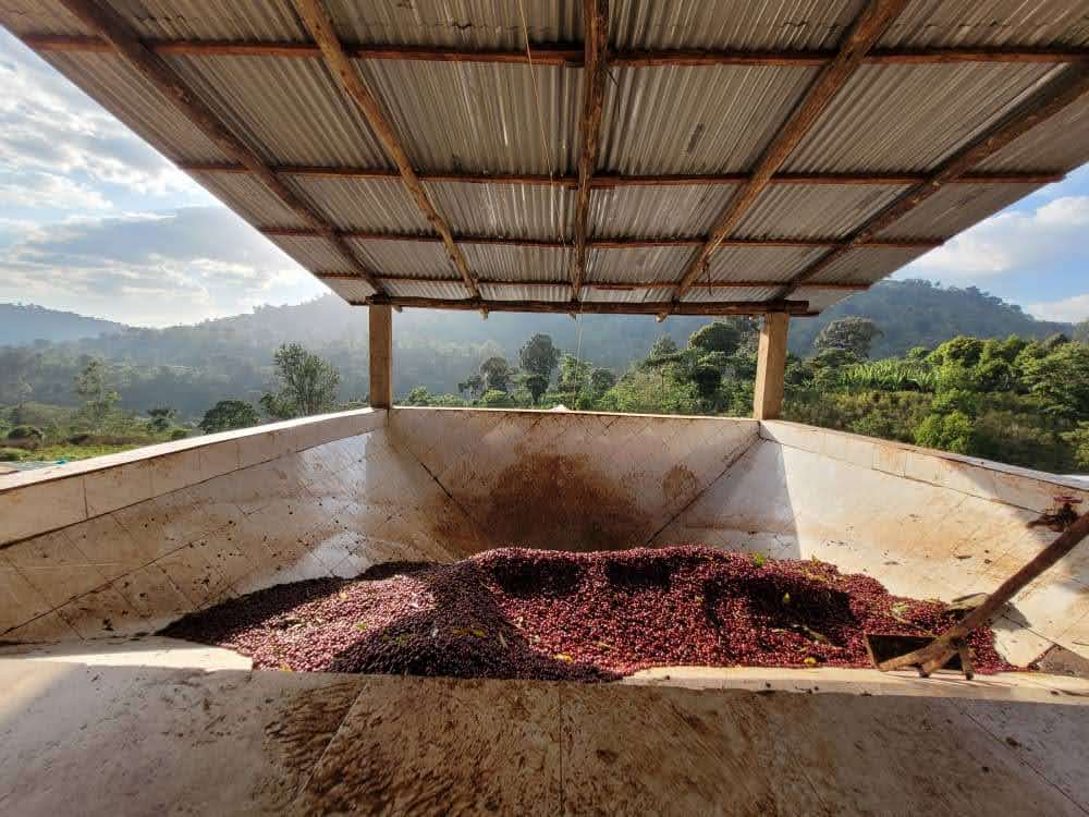 DANCHE NATURAL, ETIOPIA - ESPRESSO / TUMMA SUODATINKAHVI