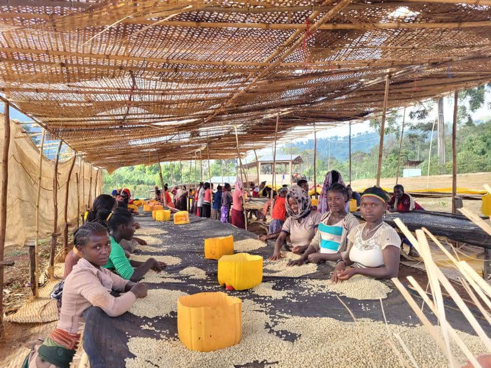 DANCHE NATURAL, ETIOPIA - ESPRESSO / TUMMA SUODATINKAHVI
